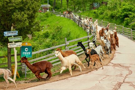 Alpaca & Nami Island & Rail Bike & Petite French Village & Legoland