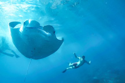 Snorkeling di Nusa Lembongan dan Manta Bay