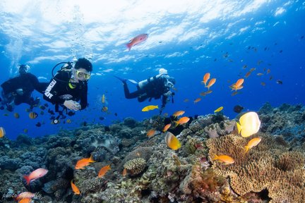 Discover scuba diving, Fun diving and Diving courses in Kenting