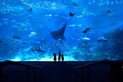 Biglietto da 1 giorno per il S.E.A. Aquarium™ di Sentosa