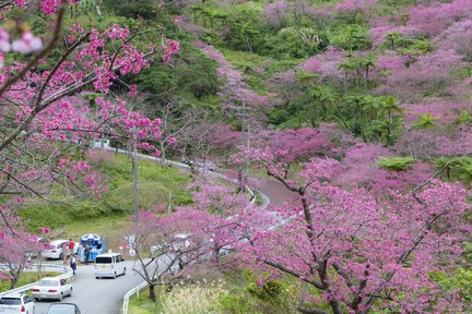 Yaedake Sakuranomori Park Sakura Viewing Tour with Fruits Picking