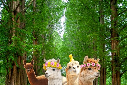 Nami / Alpaca/ Railbike/ Petite France/ Morning Calm/ Begonia Tour