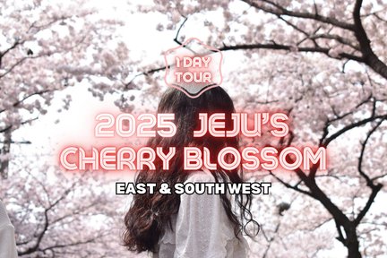 2025 Jeju Cherry Blossom Full Day Tour with Hotel Pick up