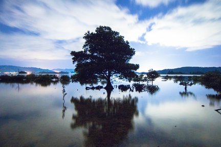 冲绳红树林夜间漫游