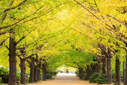 Showa Kinen National Park Flower Viewing One Day Tour from Tokyo