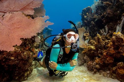 Aquatic Adventures Await: Open Water in Koh Kood with PADI 5* Center