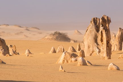 Pinnacles Desert New Norcia et fleurs sauvages