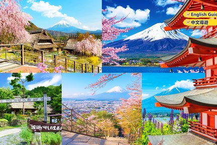 富士山探索之旅｜新仓山浅间公园·天梯小镇·忍野八海·河口湖大石公园·西湖疗愈里根场一日游（赠日式草饼）