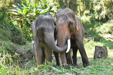 Yayasan Pemuliharaan Gajah Chiang Mai (Kem Gajah Maesa)