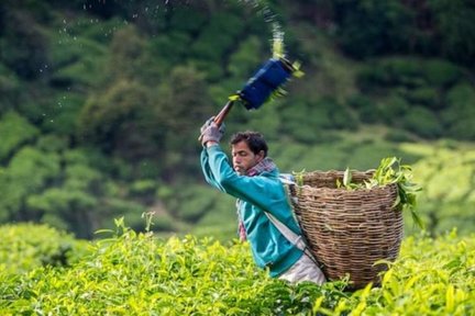 Cameron Highlands Day Tour from Penang