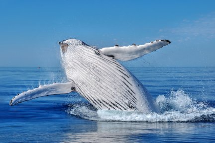 Crucero de avistamiento de ballenas en Margaret River, Busselton, Dunsborough