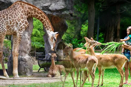 Khao Kheow Open Zoo Private Tour