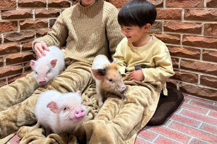 Private Room Micro Pig Cafe with Feeding Experience (Kichijoji, Toky