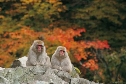 轻井泽 万座枫染瀑布与野猴温泉疗愈二日游（享受高原温泉＋两餐美味料理）