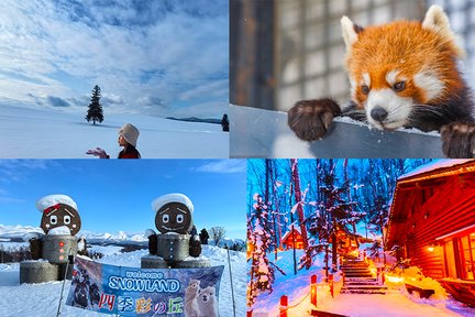 [Limited time offer] Hokkaido Asahiyama Zoo & Shikisai no Oka & Internet celebrity tree & forest elf terrace one-day tour｜Exquisite small group with few people Hotel pick-up and drop-off service available