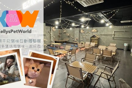 Kelly And Meows - Cat Experience Center | Kwun Tong