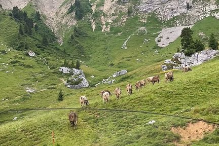 Visite privée du lac de Lucerne et du mont Pilate au départ de Zurich