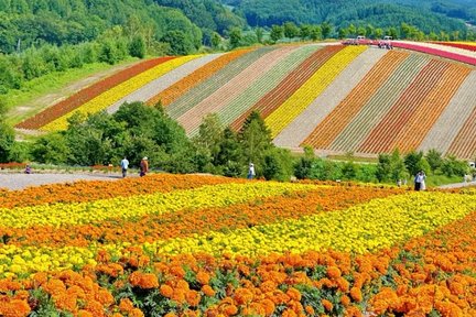 Hokkaido Biei Furano Day Tour | Roller Coaster Road + Four Seasons Color Hill + Blue Pond + Shirahige Falls + Tomita Farm Rainbow Flower Field