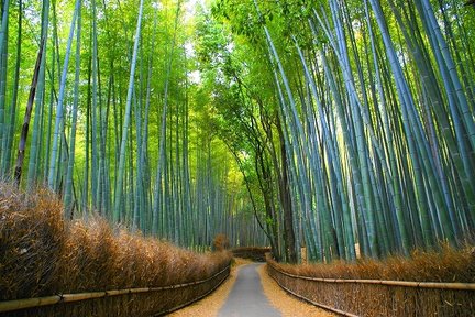 Kyoto ｜ Sanctuaire Uji & Fushimi Inari et visite d'une journée de la forêt de bambous d'Arashiyama ｜ Départ d'Osaka