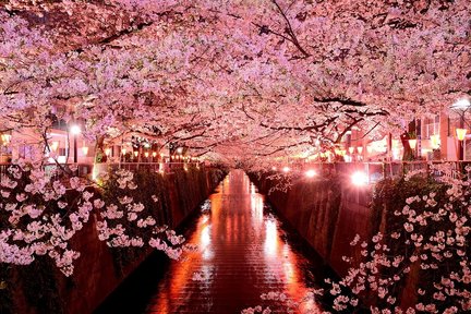 Tokyo Cherry Blossom Half Day Tour: (Morning) Sumida River Cruise, Asakusa, and Ueno Park | (Afternoon) Chidorigafuchi, Meguro River, and Sakurazaka