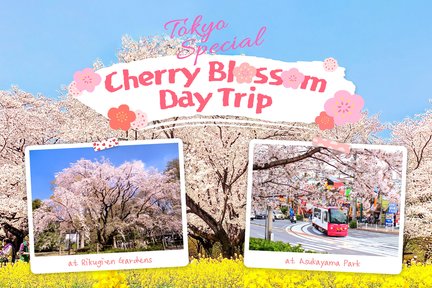 Tokyo Cherry Blossom Special: Showa Kinen Park/ Rikugien/ Asukayama