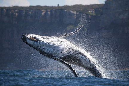 Crociera di osservazione delle balene di 3 ore nel porto di Sydney