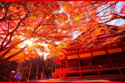 Enryakuji Temple & Sakamoto Cable Car One-day Autumn Tour
