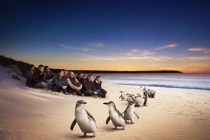 Tour della parata dei pinguini e dell'alimentazione dei canguri a Phillip Island