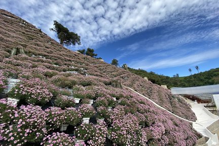 Cameron Highlands Full Day Sightseeing Tour