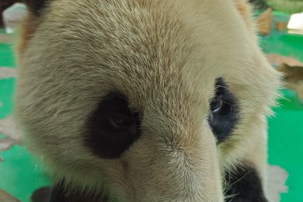 Shanghai Water Village Zhujiajiao Shanghai Zoo Giant Panda Day Tour Private Tour