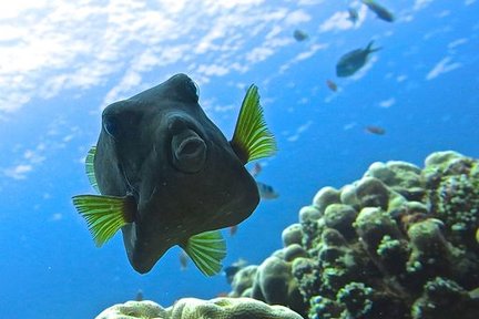 Zwei Tauchgänge auf den Gili-Inseln in Lombok mit dem PADI 5 Star Dive Center