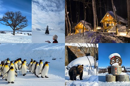 One-day Trip ke Asahikawa Zoo, Internet Celebrity Biei Tree, Shirasu Falls & Fairy Terrace (Berangkat dari Hokkaido)