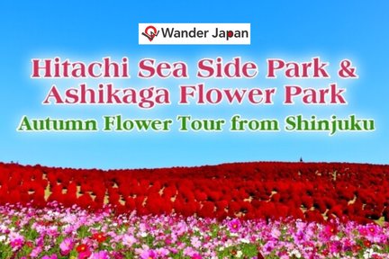 Lawatan Hitachi Sea Side Park & Bunga Musim Luruh di Ashikaga Flower Park dari Shinjuku