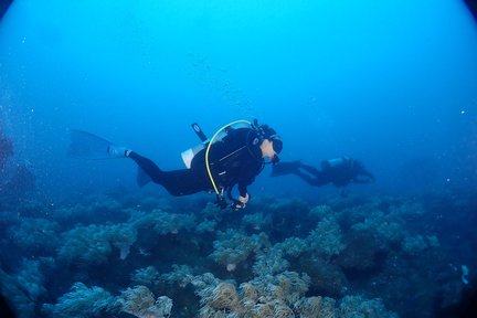 New Taipei: Experience diving with Diving Diving Club