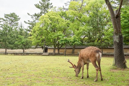 Eintägige Tour nach Kyoto und Nara mit Mittagessen und Macha-Erlebnis ab Osaka