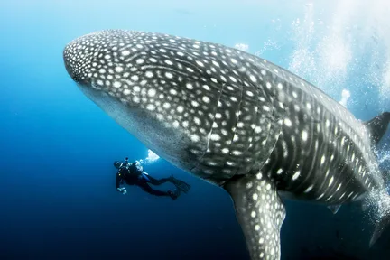 涛岛海洋生物趣味潜水体验