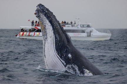 Crucero de avistamiento de ballenas de 2 horas por el puerto de Sídney