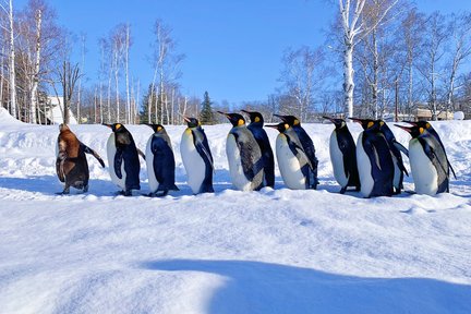 Chuyến đi trong ngày Vườn thú Asahiyama Hokkaido & Sân thượng rừng Furano & Công viên tuyết Biei Shikisai no Oka (Khởi hành từ Sapporo)