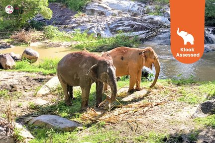 Chiang Mai Elephant Sanctuary Observation dan Kombo Aktiviti