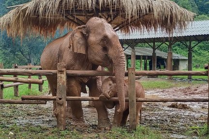 Pengalaman Elephant Jungle Journeys di Chiang Mai