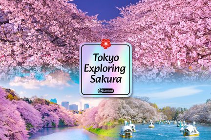 [Cherry Blossom Season Limited Lunch Included] Ueno Park, Chidorigafuchi, and Meguro River Night Cherry Blossom Viewing Day Tour (Depart from Tokyo)