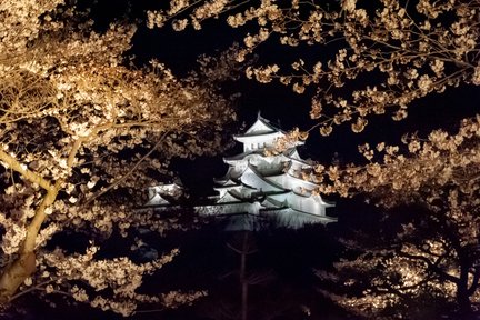 Himeji Castle Night Sakura & Strawberry Picking Tour (from Osaka)