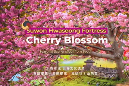 Suwon Hwaseong Fortress & Seasonal Scenery Tour from Seoul