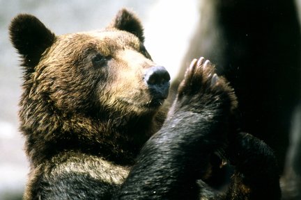 Biglietto per il parco degli orsi Noboribetsu