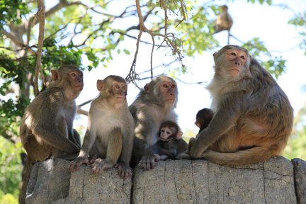 Monkey Island Ticket in Nha Trang