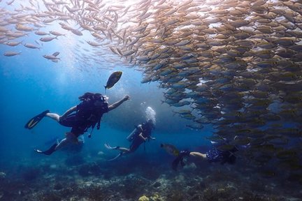 Tour Lặn Biển Ngắm Cá Mập ở Koh Tao của Trung Tâm Lặn 5 Sao PADI