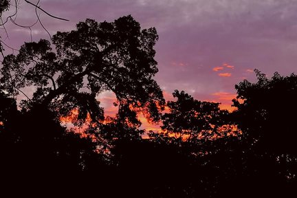 Lawatan Hutan Hujan Langkawi pada Waktu Malam