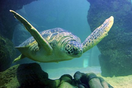 紐澤西州美國夢購物中心 SEA LIFE® 水族館門票