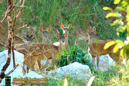 Lawatan Chiangmai Night Safari dengan Pemindahan Berkongsi (Bertolak dari Chiang Mai)