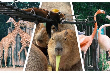 One-day tour of Shanghai Wild Animal Park (animal party + beautiful natural landscape + rich science education + super cute red pandas + water exploration + panda cuteness + Capybara Park + super cute interaction)